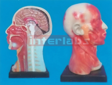 HUMAN HEAD CAVITY AND NECK LOCAL ANATOMY FOR HEAD AND NECK